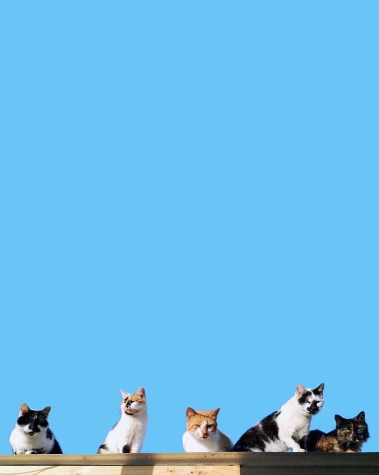 Cats on the roof